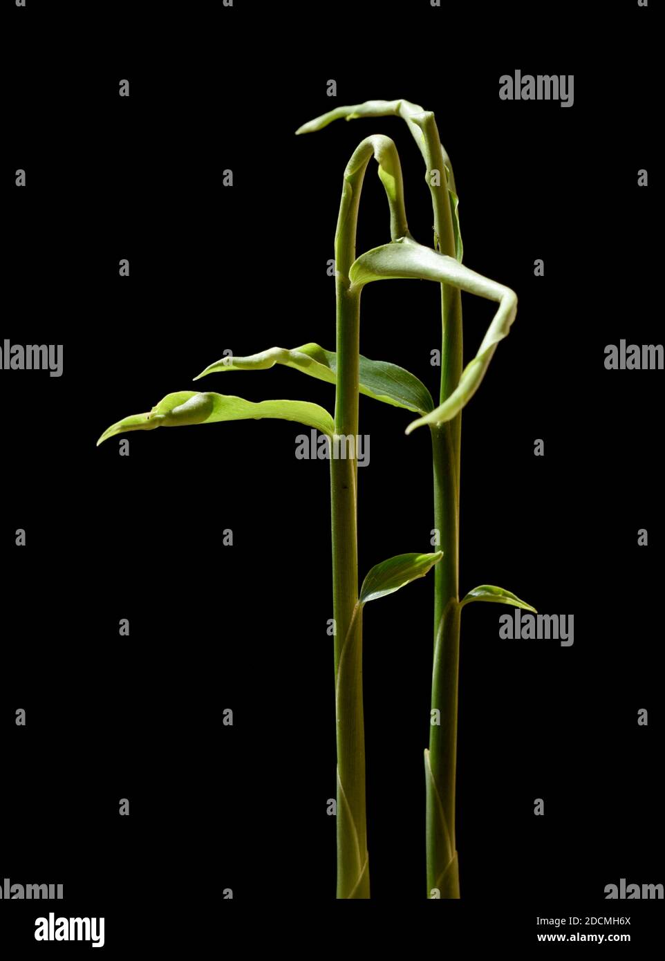 Ingwer, Zingeber officinale ist eine Pflanzenart aus der Familie der Ingwergewaechse. Sie ist eine wichtige Heil- und Gewuerzpflanze. Jengibre, Zingib Foto de stock