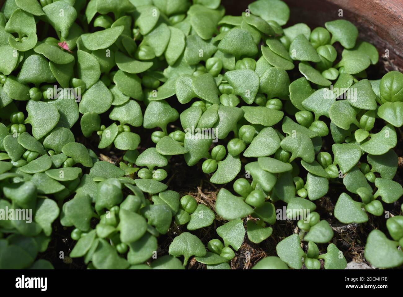 Basilikum, Ocimum basilicum, ist eine Heilpflanze und mit Kuechengewuerz gruenen Blaettern. Albahaca Ocimum basilicum, es una planta medicinal y cocina Foto de stock