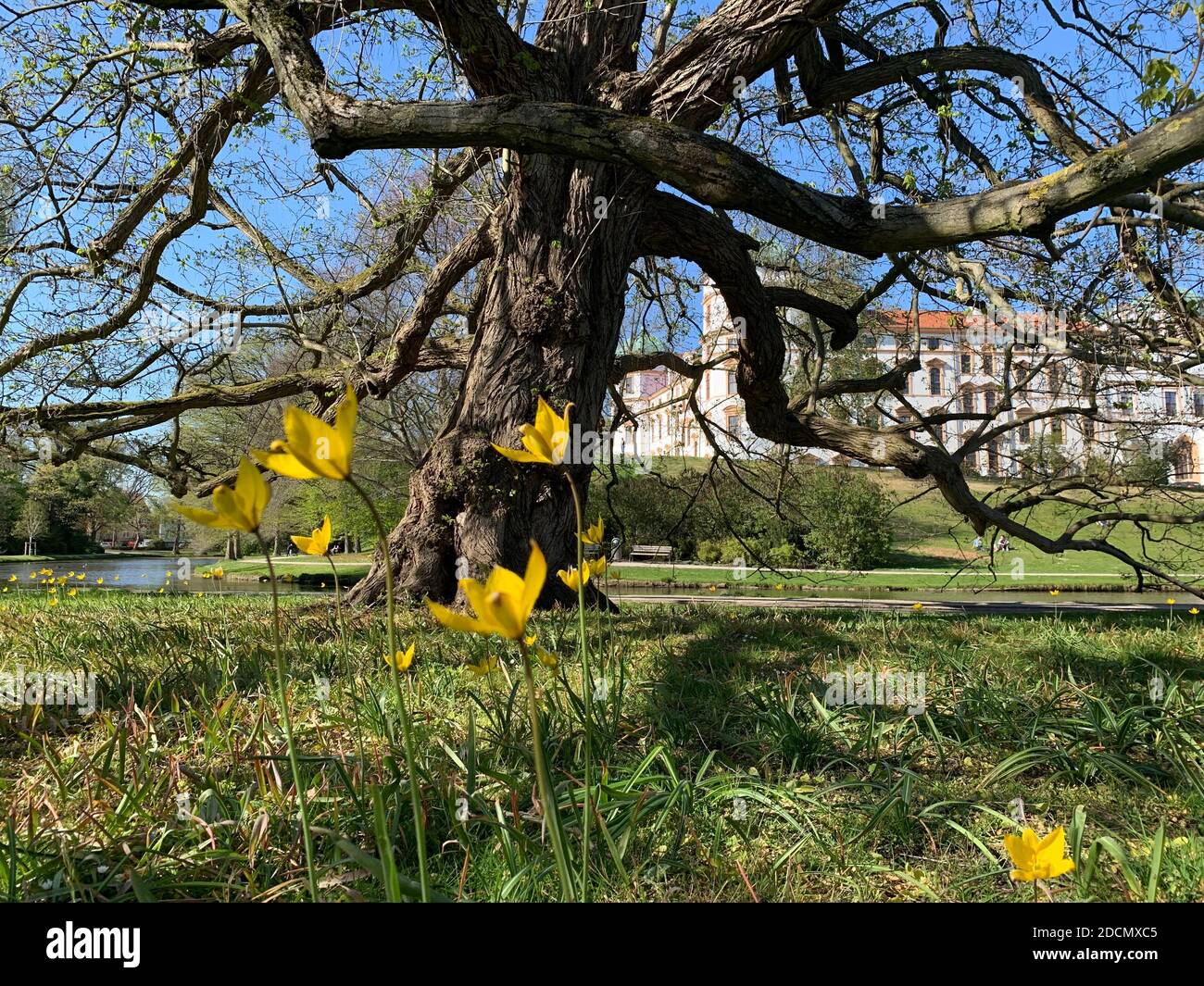 Celle, Schlosspark, Bäume Foto de stock