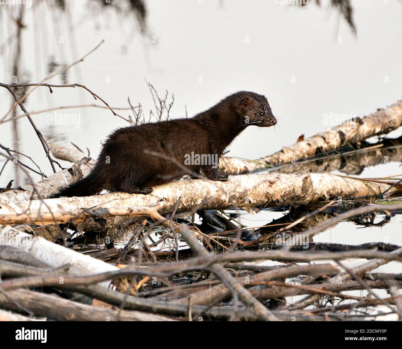 Mink primer plano vista de perfil en el abedul corte árbol por el agua por su den con un fondo borroso en su entorno y hábitat. Imagen Mink. Mink foto. Foto de stock