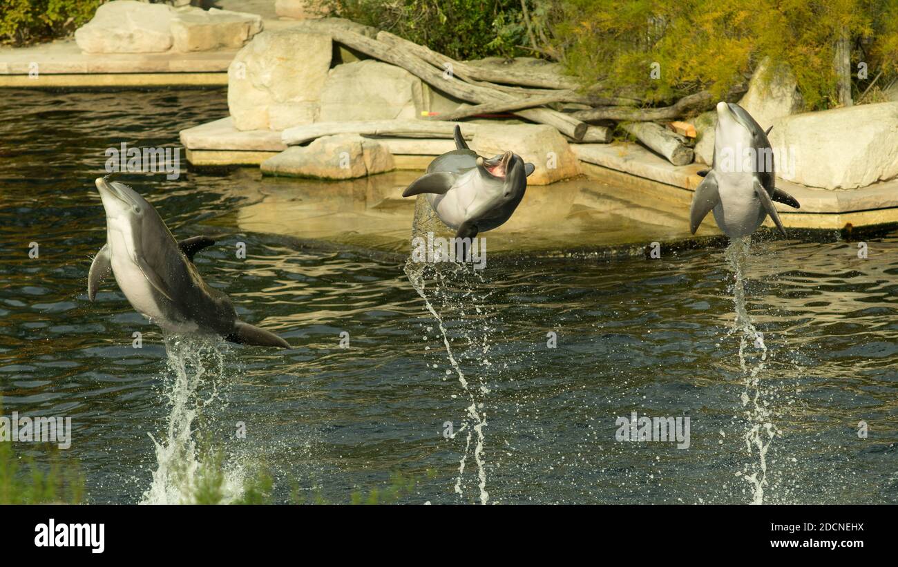 Delfines saltando sincrónicamente Foto de stock