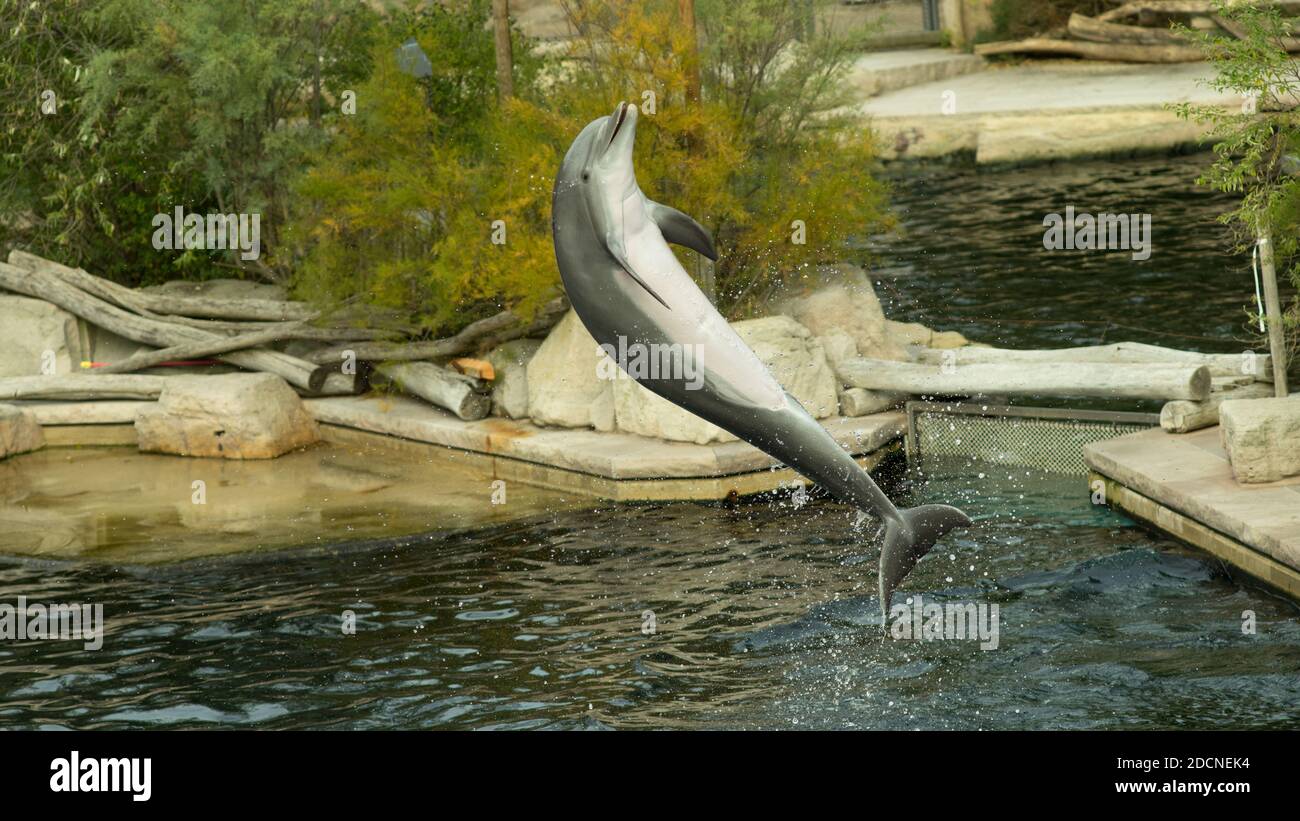 Salto de delfín Foto de stock