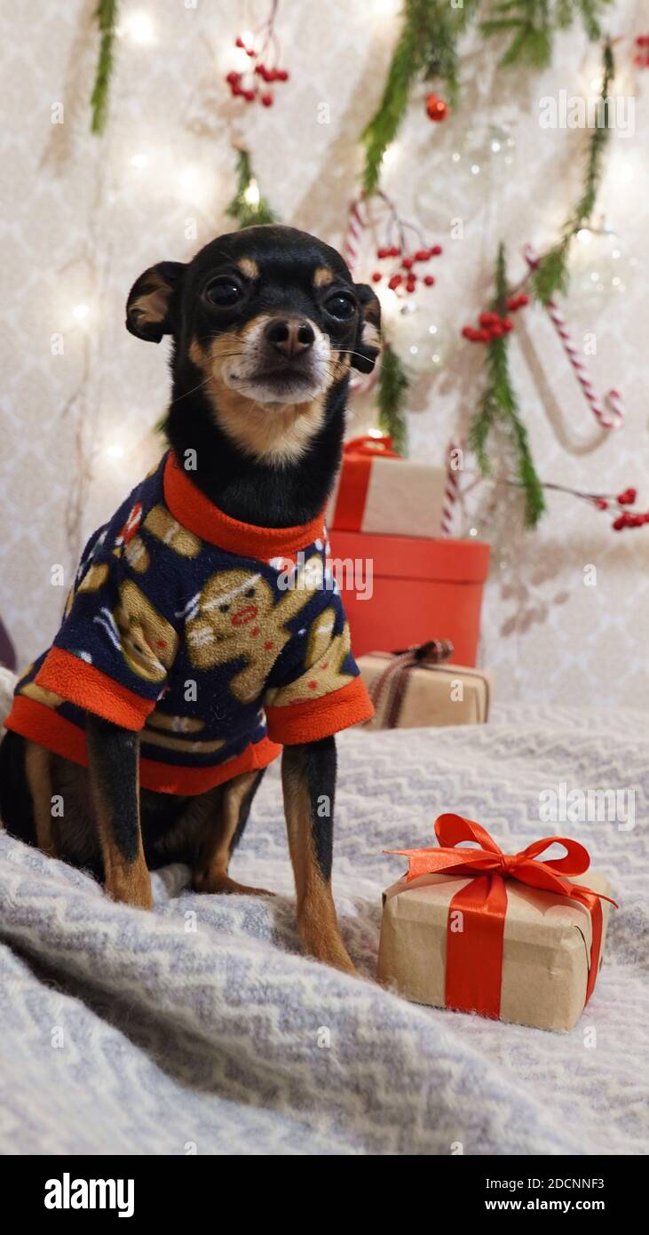 Pequeño perro negro juguete raza terrier sentado en traje de Navidad con  decoración festiva y cajas de regalo.Navidad tarjeta concepto.foto vertical  Fotografía de stock - Alamy