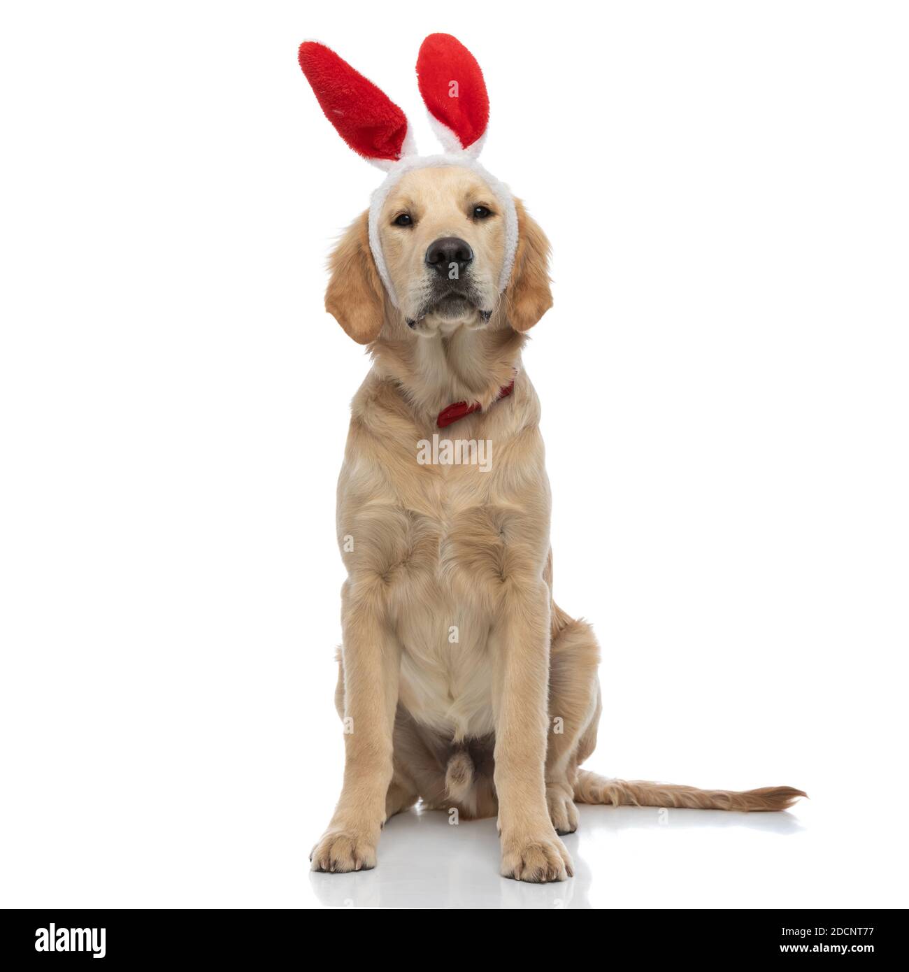 hermoso perro de oro con orejas de conejito y un rojo bow tie está mirando  a la cámara y sentado en blanco antecedentes Fotografía de stock - Alamy