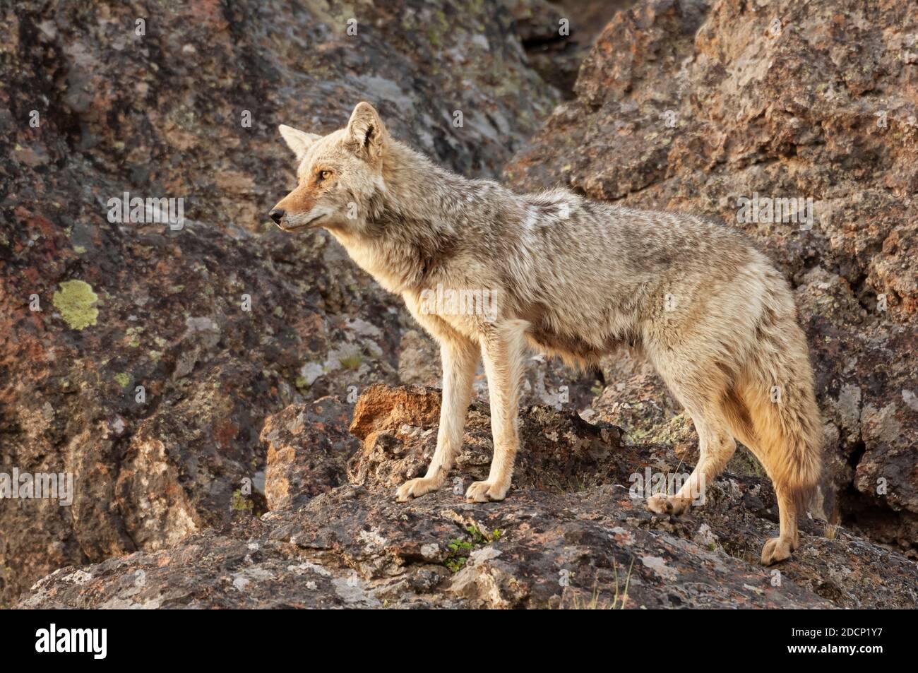 puede un perro correr más rápido que un coyote