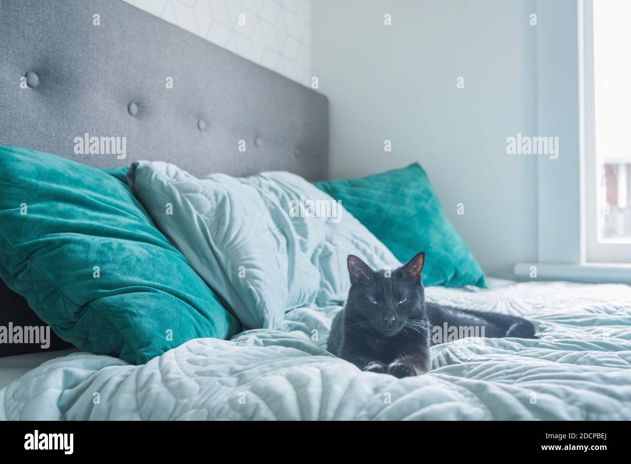 Gato negro tumbado en la cama con cubrecamas verdes y cojines Fotografía de  stock - Alamy