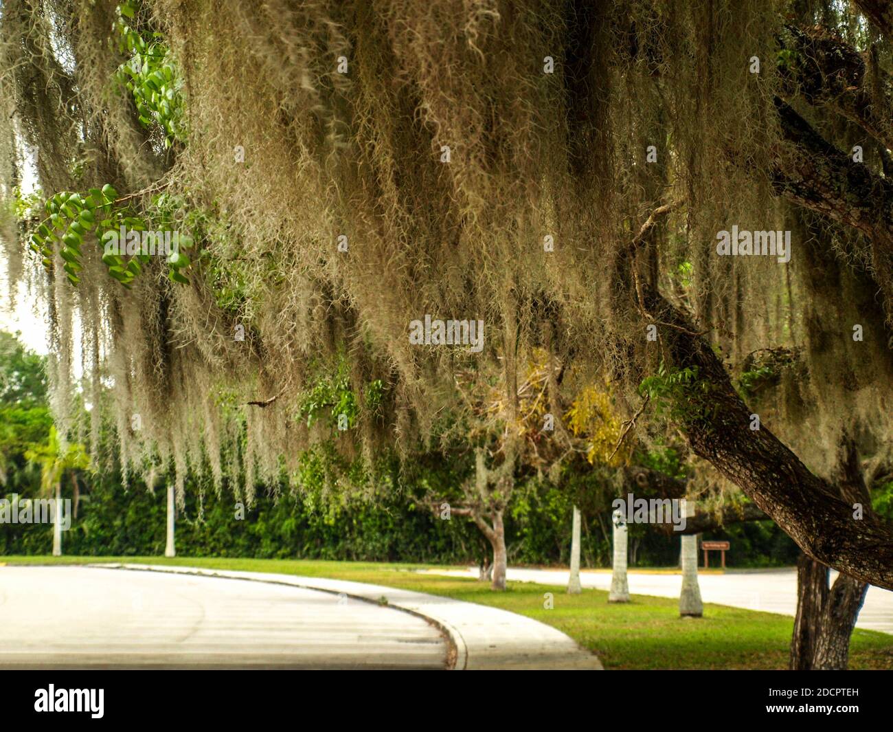 Árboles extraños de los Cayos, Florida Keys, FL, EE.UU Foto de stock