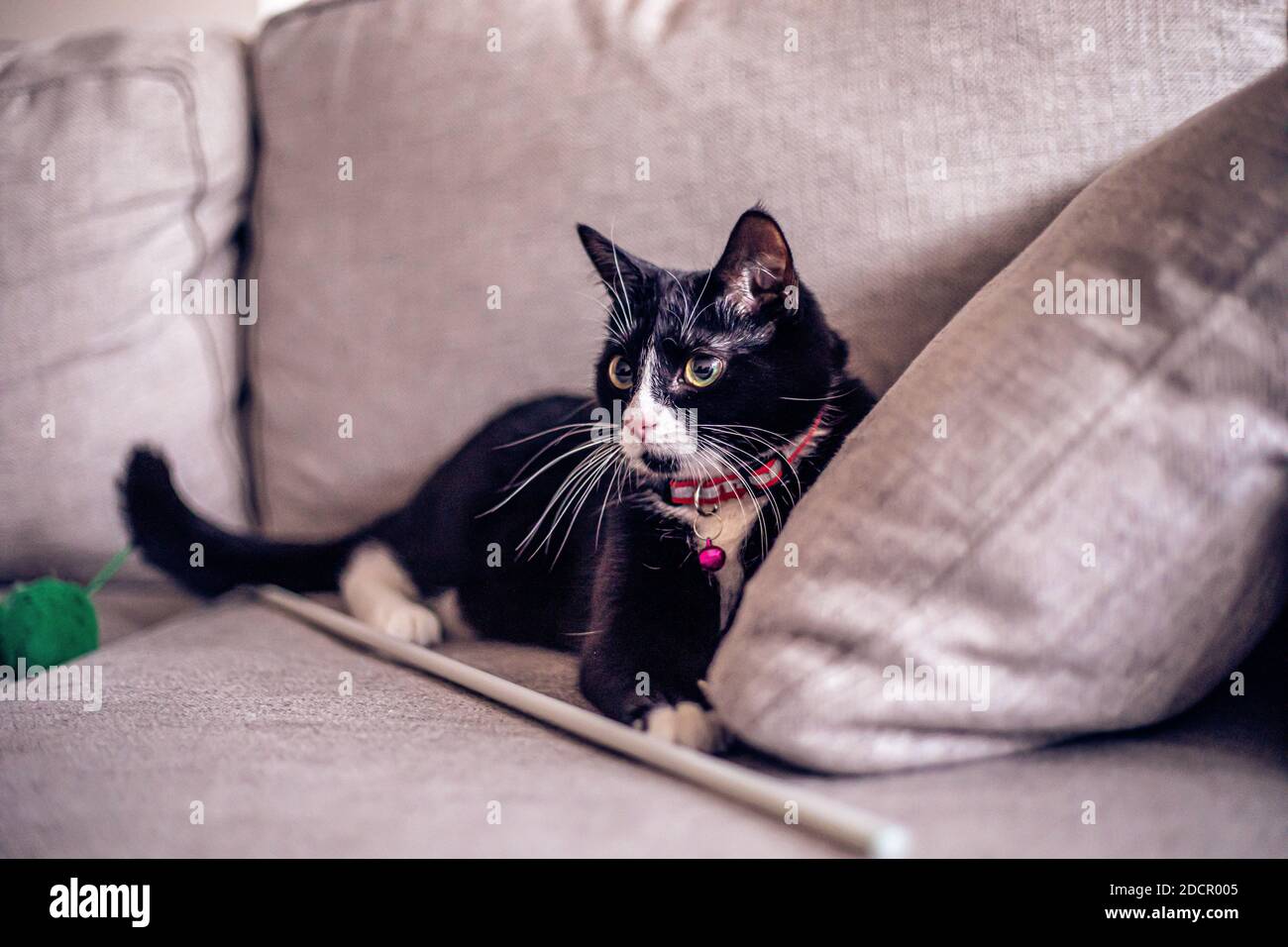 Gato negro en el sofá Foto de stock