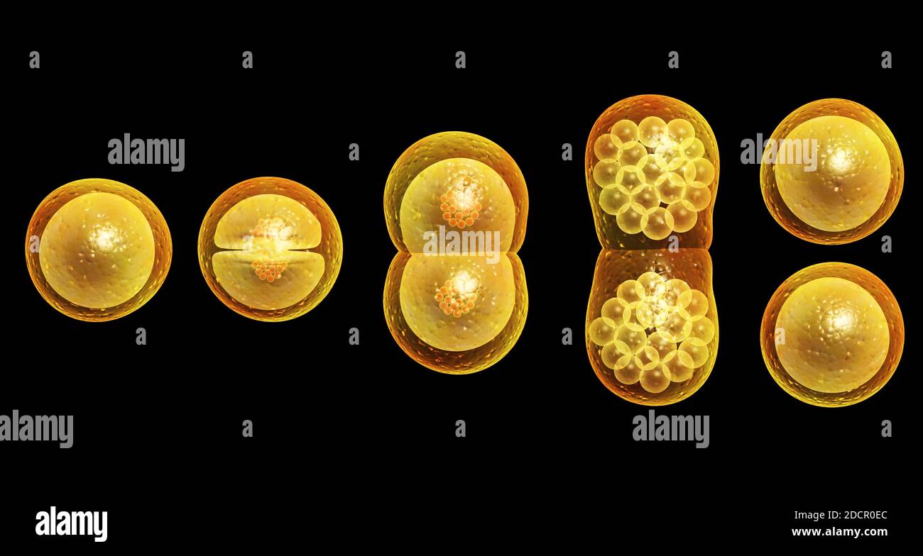 Proceso de mitosis. División de la célula. Aislado sobre fondo negro.  renderizar en 3d Fotografía de stock - Alamy