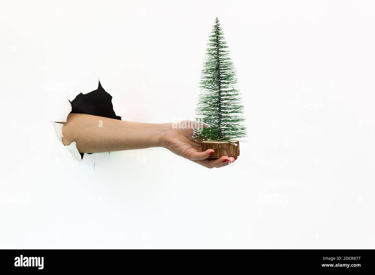 Una mano femenina con una manicura roja en un agujero roto sobre un fondo blanco sostiene un pequeño árbol de Navidad verde en un soporte de madera. Mano a través de blanco rasgado p Foto de stock