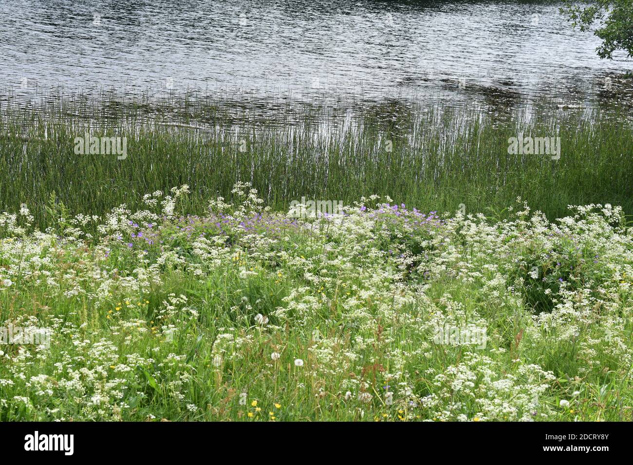 Campo de flores silvestres en frente de un estanque en un paisaje natural Foto de stock