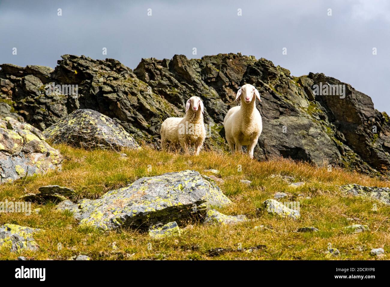 Dos ovejas están pastando cerca del lago della Manzina, rocas y crestas de montaña en la distancia. Foto de stock