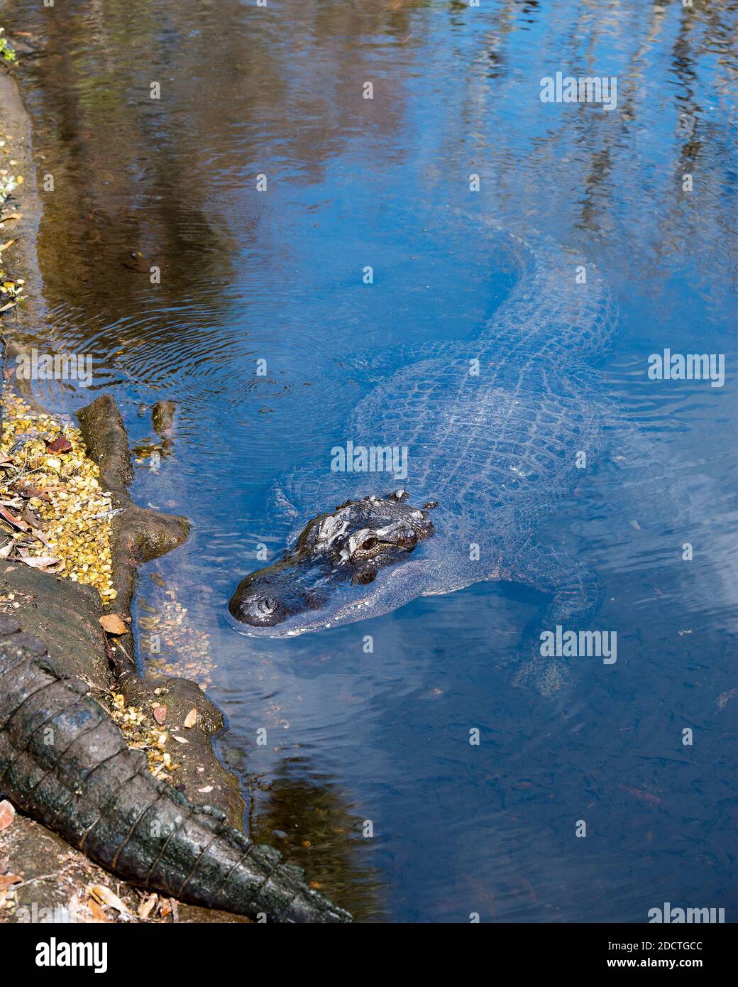 Vista de perfil de cocodrilo de cerca, descansando en el agua mostrando su cuerpo, cabeza, dientes, piernas, uñas, en su hábitat y entorno. Foto de cocodrilo. Foto de stock