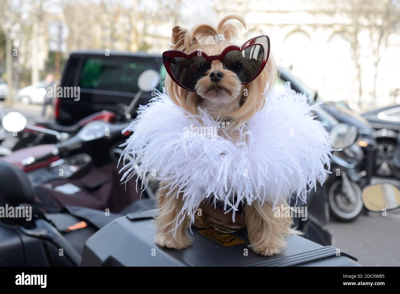 Un perro con atributos de moda que asiste al show de Valli como parte de la  Semana de la Moda de París Womenswear Otoño/Invierno 2018/2019 en París,  Francia el 05 de marzo
