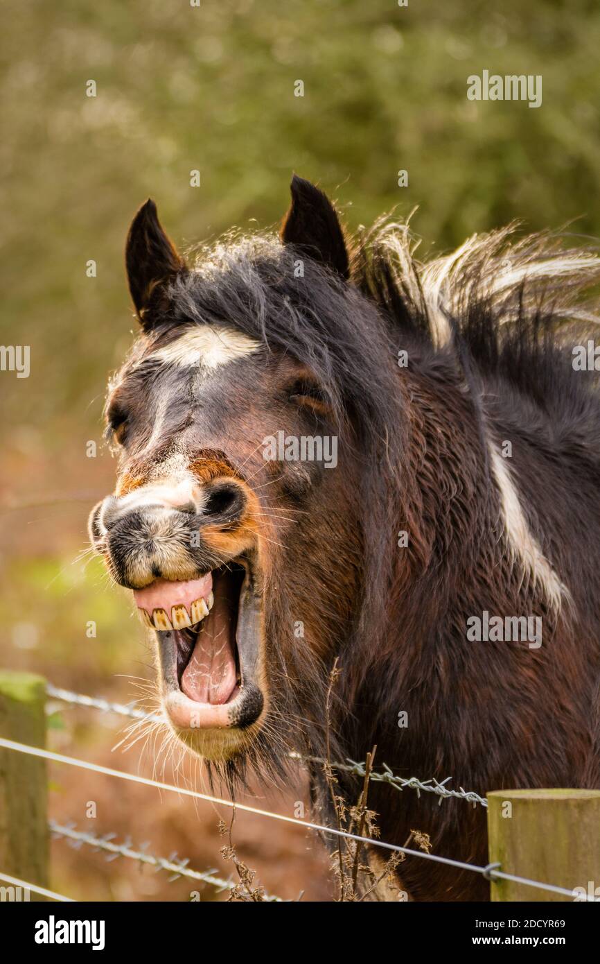 Divertido caballo marrón riendo con boca abierta mostrando los dientes. Foto de stock