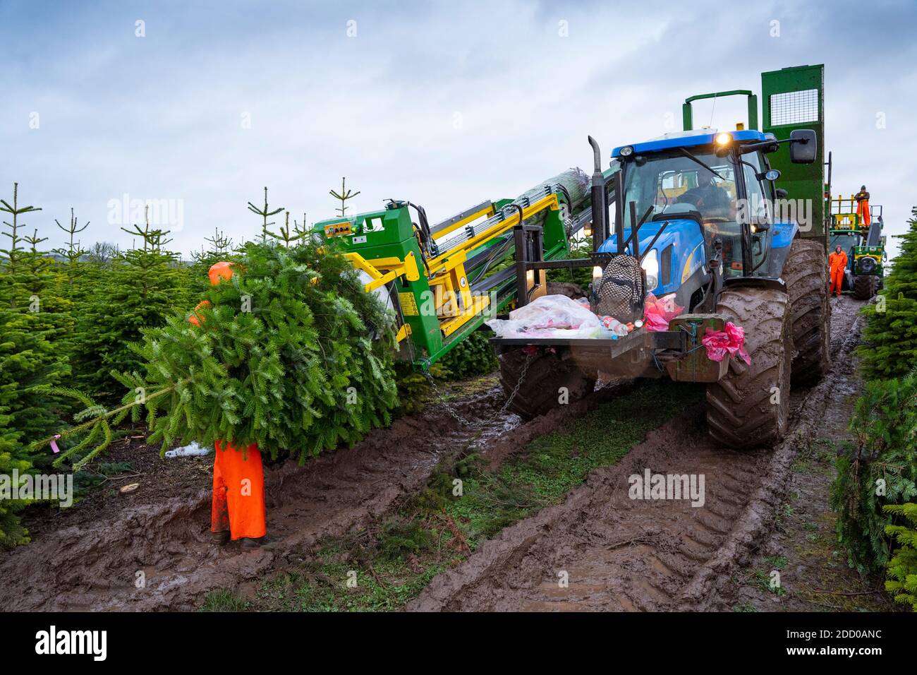 Milnathort, Escocia, Reino Unido. 23 de noviembre de 2020. Los árboles de Navidad se están cosechando en una plantación cerca de Milnathort en Perth y Kinross. La plantación es operada por la empresa Kilted Tree Company con sede en la granja Tillyochie cerca de Milnathort. Los trabajadores cortan árboles seleccionados y éstos se instalan dentro de las mangas protectoras utilizando maquinaria especializada en tractores antes de ser transportados al mercado. Iain Masterton/Alamy Live News Foto de stock
