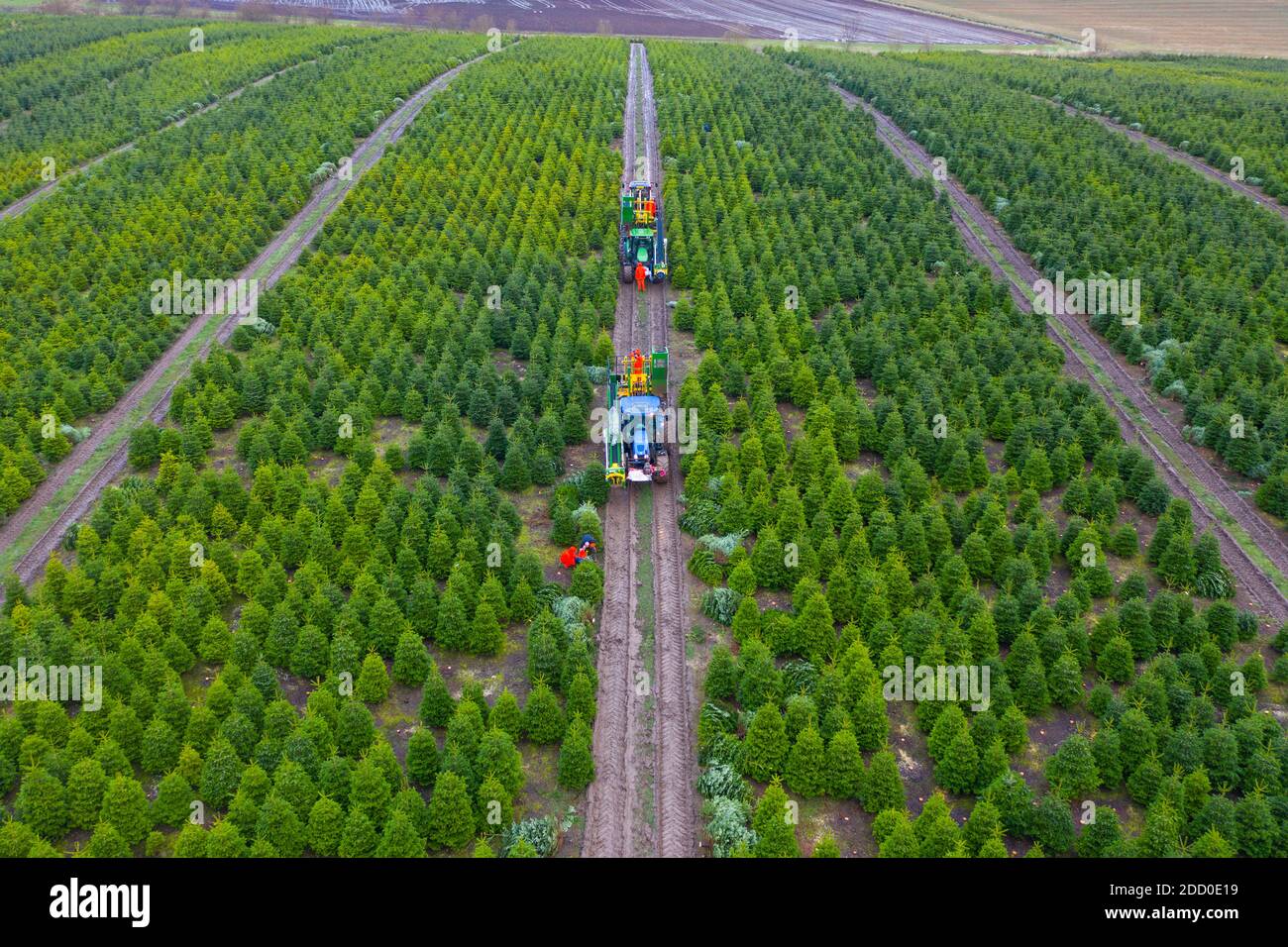 Milnathort, Escocia, Reino Unido. 23 de noviembre de 2020. Los árboles de Navidad se están cosechando en una plantación cerca de Milnathort en Perth y Kinross. La plantación es operada por la empresa Kilted Tree Company con sede en la granja Tillyochie cerca de Milnathort. Los trabajadores cortan árboles seleccionados y éstos se instalan dentro de las mangas protectoras utilizando maquinaria especializada en tractores antes de ser transportados al mercado. Iain Masterton/Alamy Live News Foto de stock