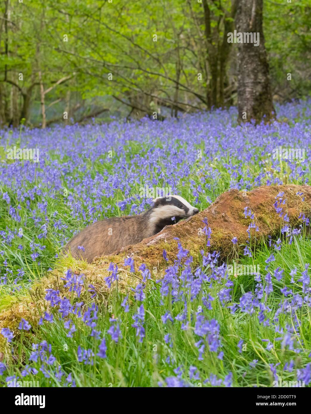 European Badger, Meles meles, forrajeo de alimentos en un bosque de arándanos, Dumfries y Galloway, Escocia Foto de stock