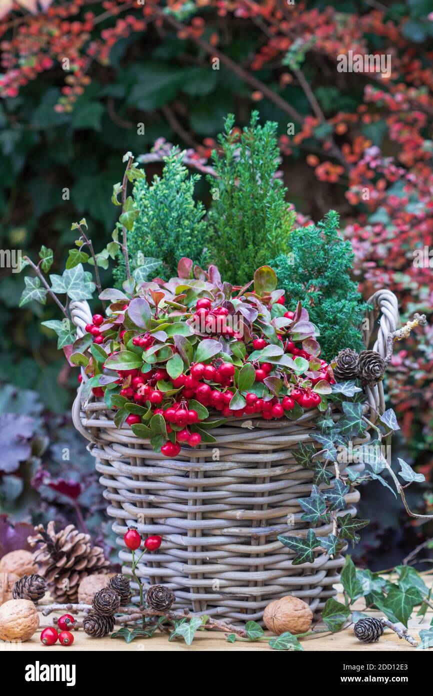gaultheria procumbens y coníferas en cesta como decoración de jardín de invierno Foto de stock