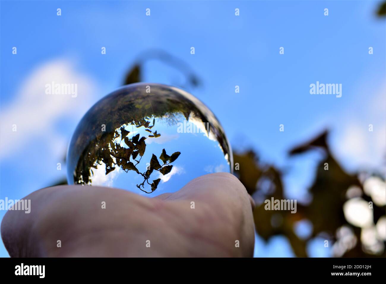 Cielo y árboles a través de una bola de lente en una mano contra un cielo azul y ramas Foto de stock