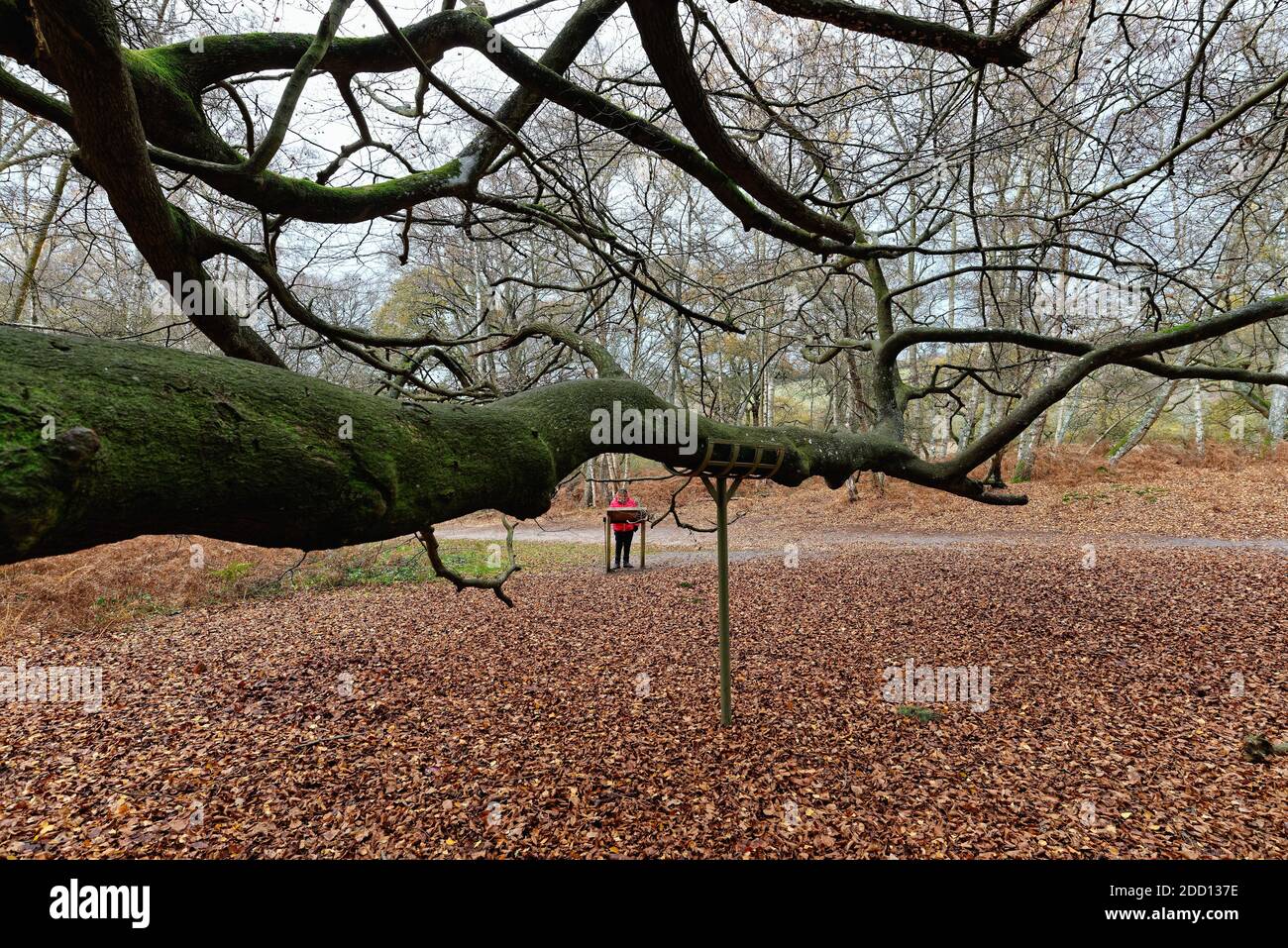 Una mujer caminante leyendo el tablero de información sobre el árbol de la Bruja en el bosque de Abinger Roughs, Surrey Hills Inglaterra Reino Unido Foto de stock