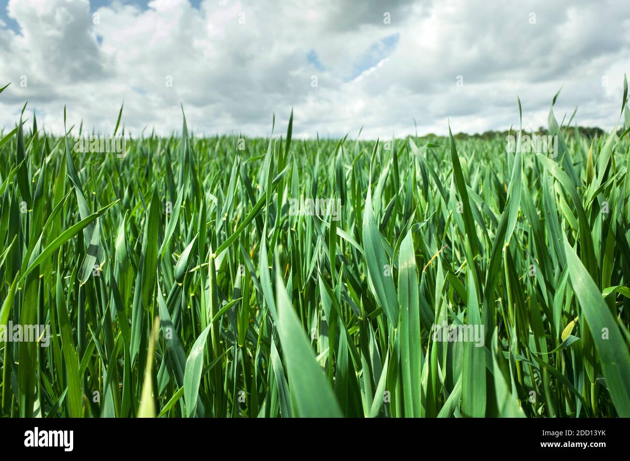 Cultivos alimentarios de maíz o maíz jóvenes que crecen en los campos de Sevenoaks en Kent con un cielo nublado. Cultivando maíz dulce o maíz dulce en el Reino Unido Foto de stock