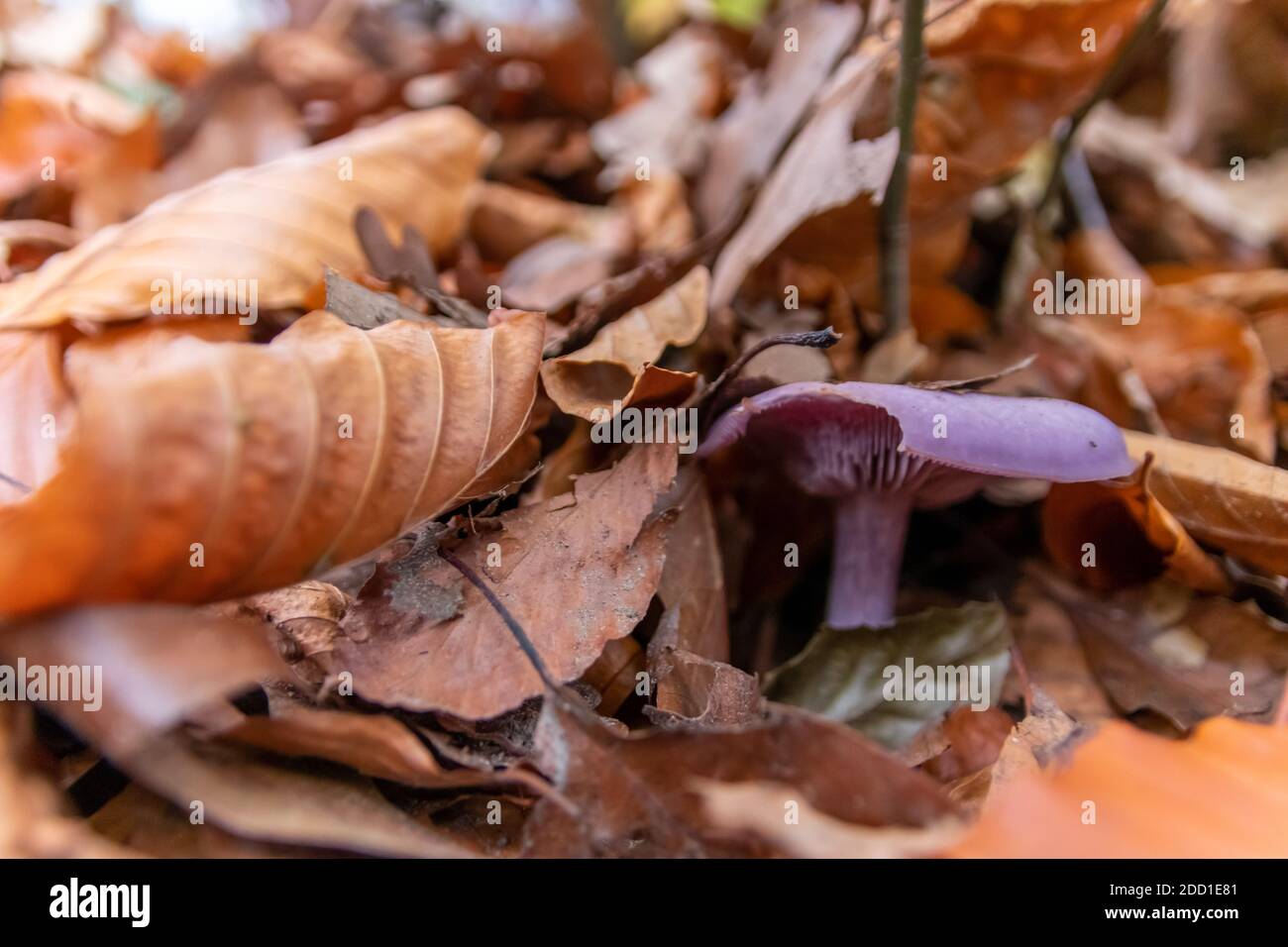 Setas grandes en un bosque encontrado en el paseo en mushrooming otoño con follaje marrón en contraluz en el suelo la temporada de hongos es deliciosa y peligrosa Foto de stock