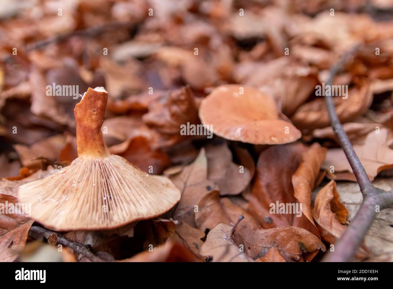 Setas grandes en un bosque encontrado en el paseo en mushrooming otoño con follaje marrón en contraluz en el suelo la temporada de hongos es deliciosa y peligrosa Foto de stock