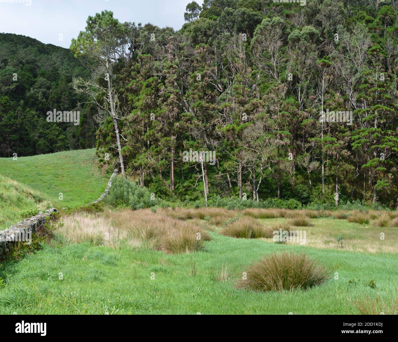 Terreno Pantanoso à Margem De Lagoas Ou Praias