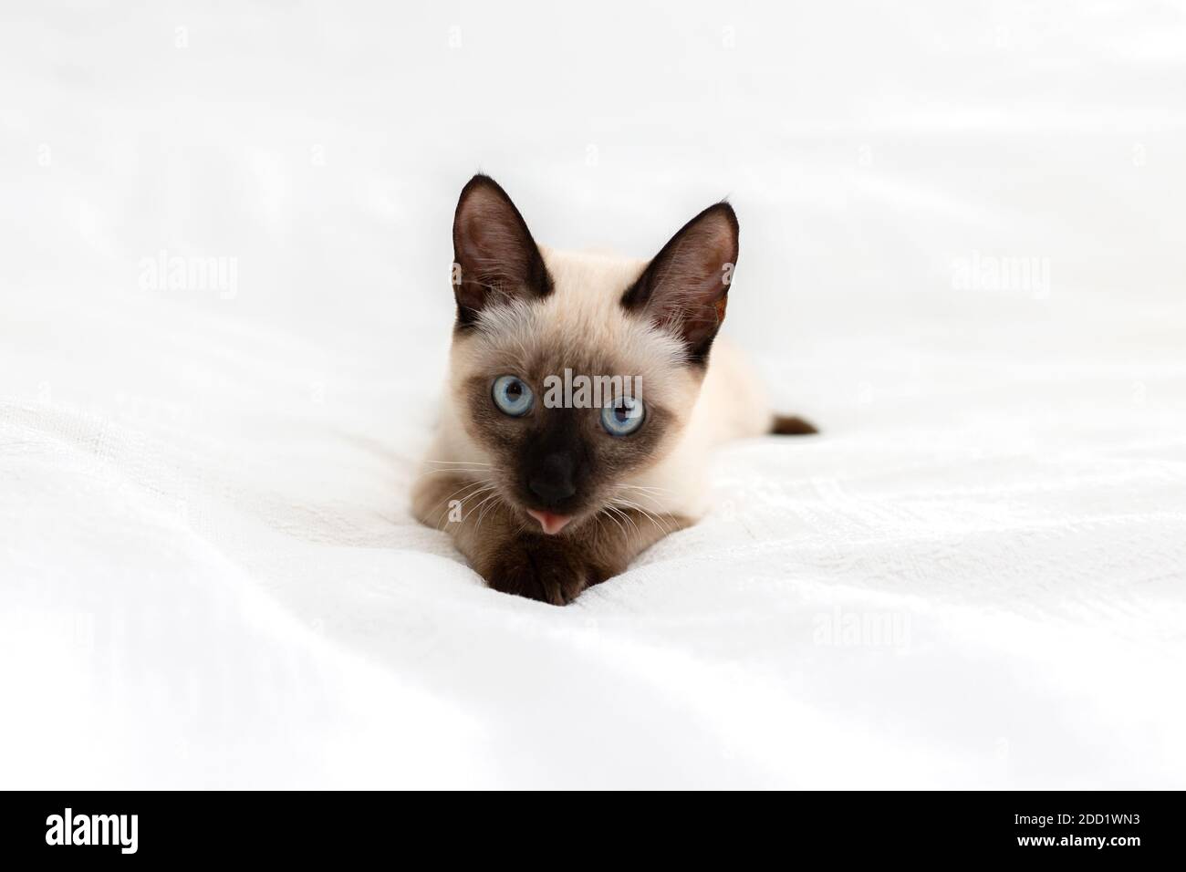 Un hermoso gato blanco se encuentra sobre un fondo claro y lame sus patas. Foto de stock