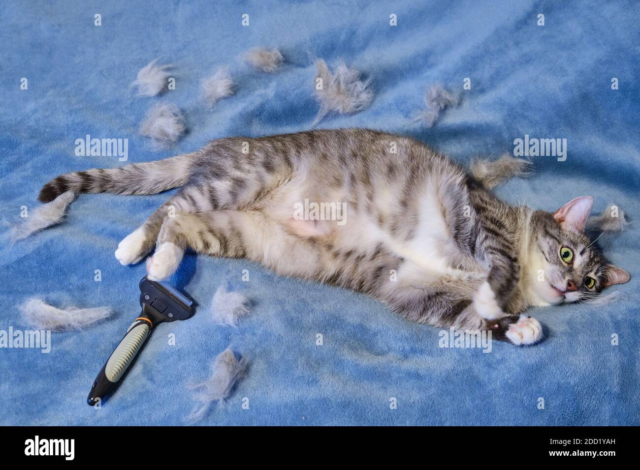 Tritura de lana despu s de peinar el pelo del gato. Gato enojado