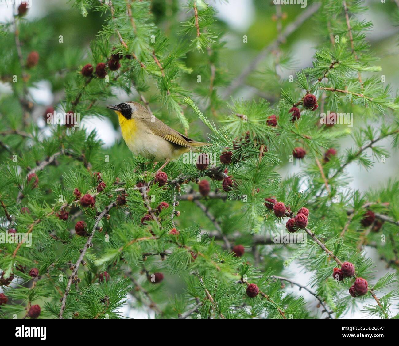 Lista 100+ Foto Cuál Es El Ambiente De Un Pájaro Cuclillo El último Lista 100+ Foto Cuál Es El Ambiente De Un Pájaro Cuclillo El último