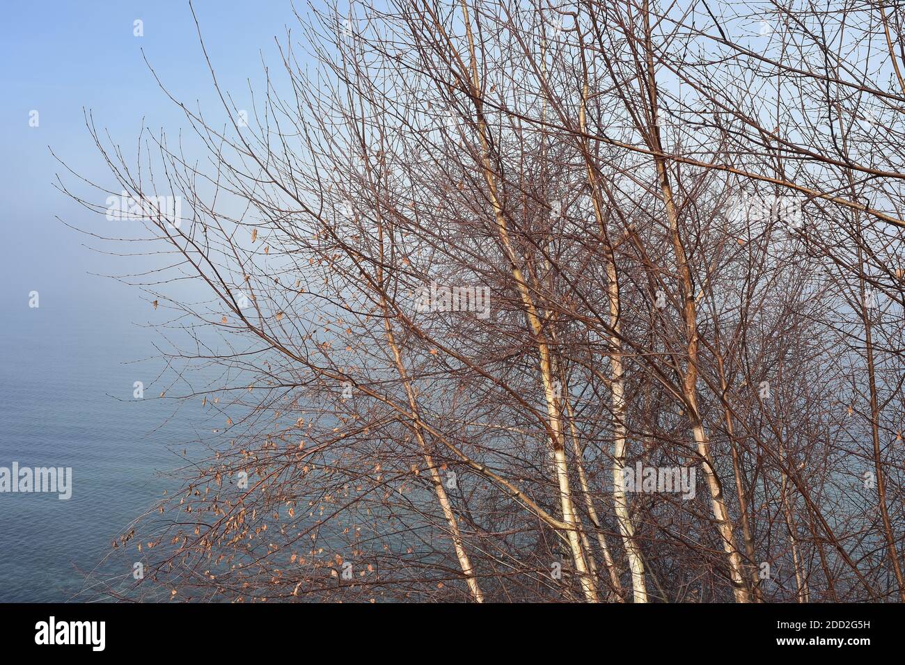 Árboles sin hojas con corteza blanca en troncos a orillas del lago ocultos por la desaparición de la niebla matutina. Foto de stock