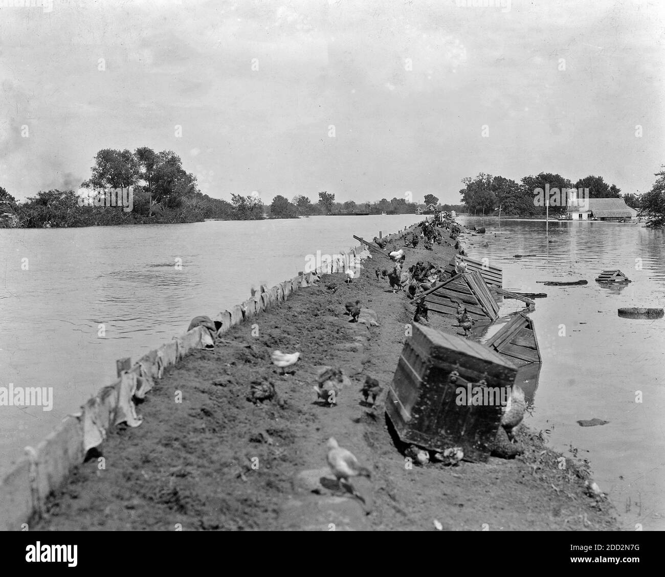 Las aves de corral y el ganado se sientan en un dique justo encima del Agua durante el Gran Diluvio del Río Mississippi de 1927 Foto de stock