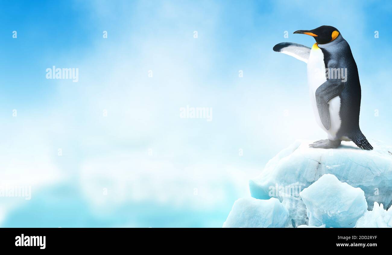 Un pingüino rey en un iceberg apuntando a su ala volteadora espacio vacío Foto de stock