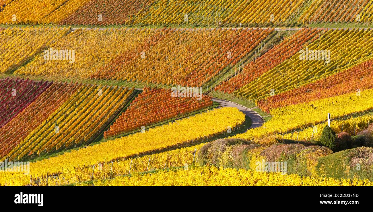 Viñedos vino otoño temporada de otoño colorido hojas naturaleza vista panorámica En Alemania Foto de stock