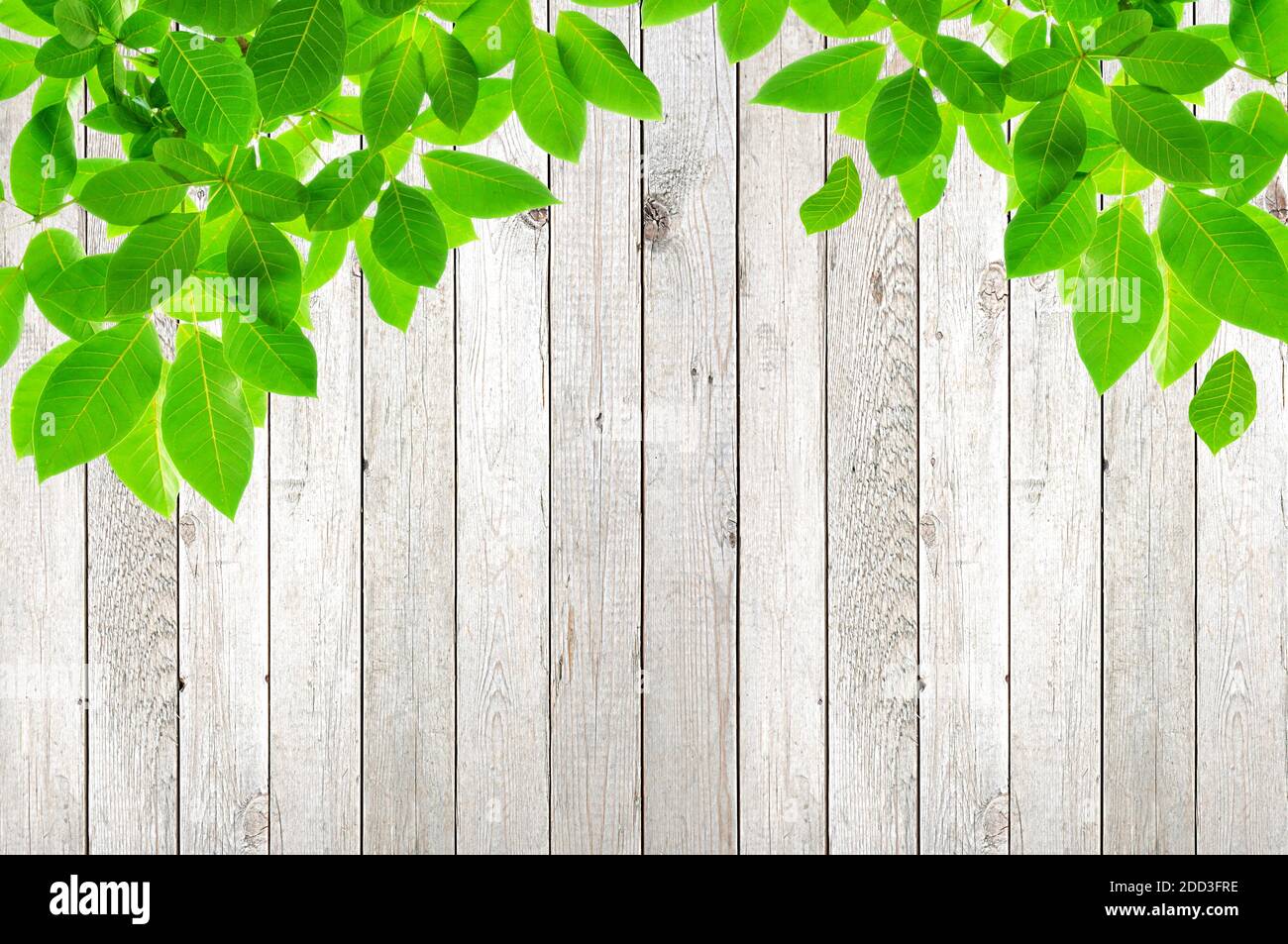 Diseño de borde de hoja verde sobre fondo de madera clara Foto de stock