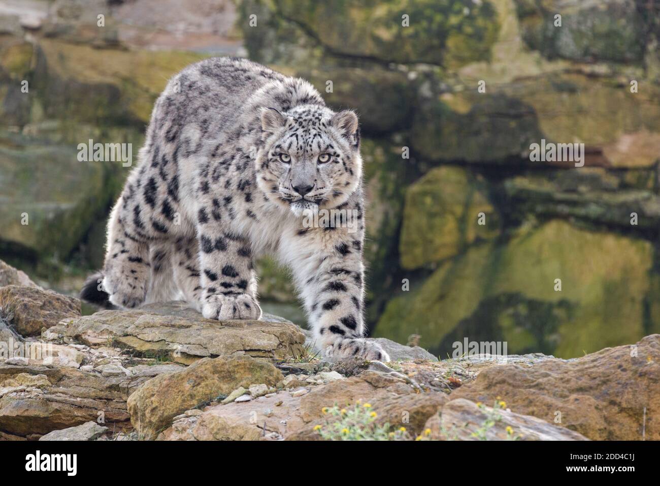 Leopardo de las Nieves Foto de stock