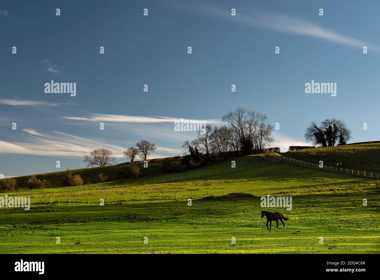 Paisaje de Chiltern Hills con campo verde y un caballo, Latimer, Inglaterra Foto de stock