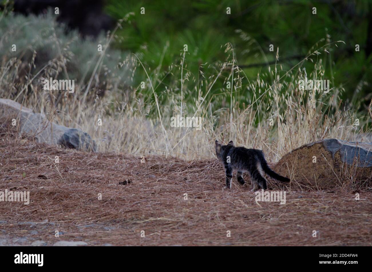 Gato feral Felis silvestris catus. Joven. Reserva Natural Integral de Inagua. Gran Canaria. Islas Canarias. España. Foto de stock