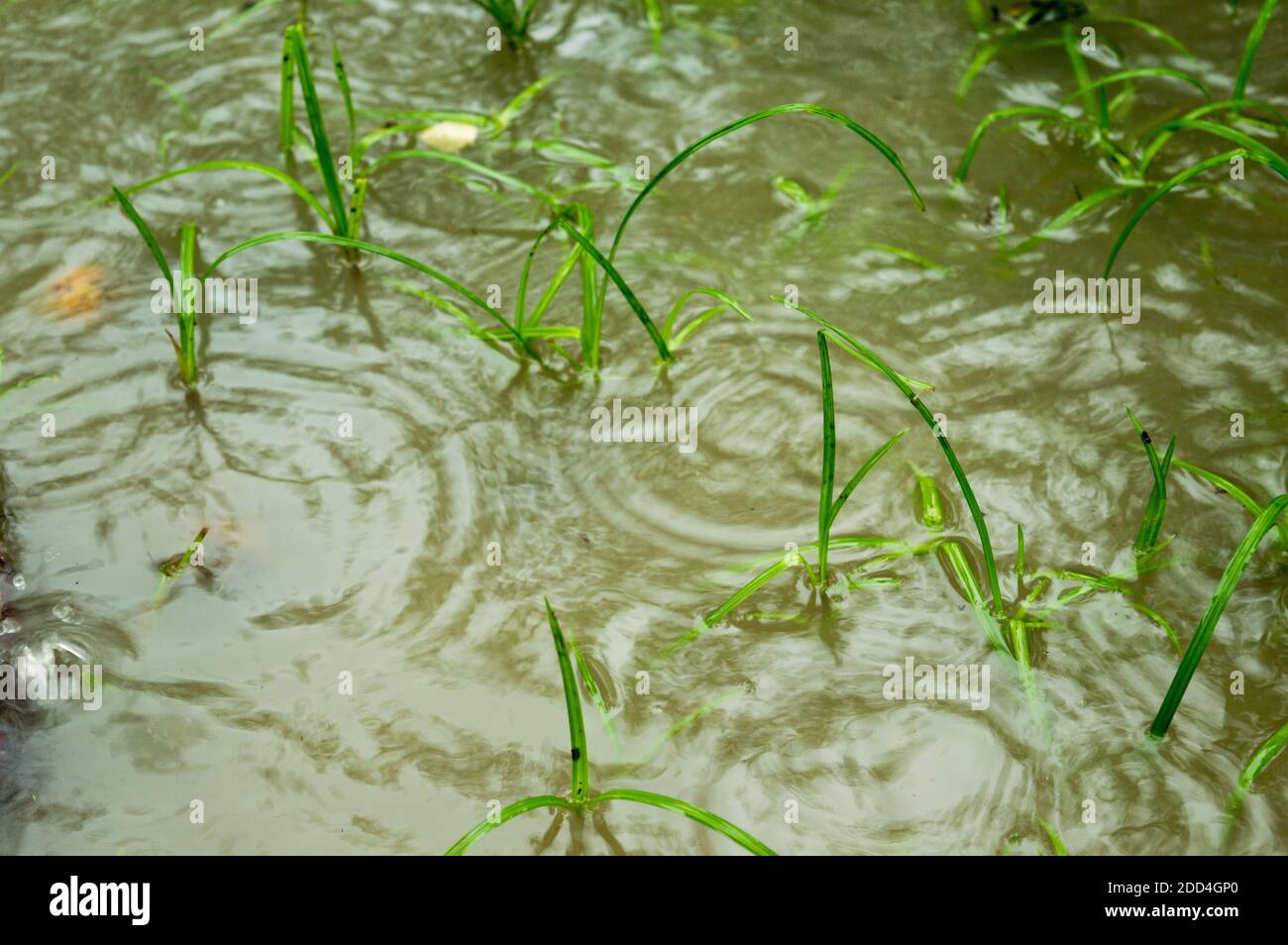 Monsoon lluvia cayendo en brotar hojas de hierba verde en un área de  agricultura maderera de agua. Lluvia fuerte cayendo en el suelo. Efecto de  sonido de caída de lluvia. Hermosa Fotografía