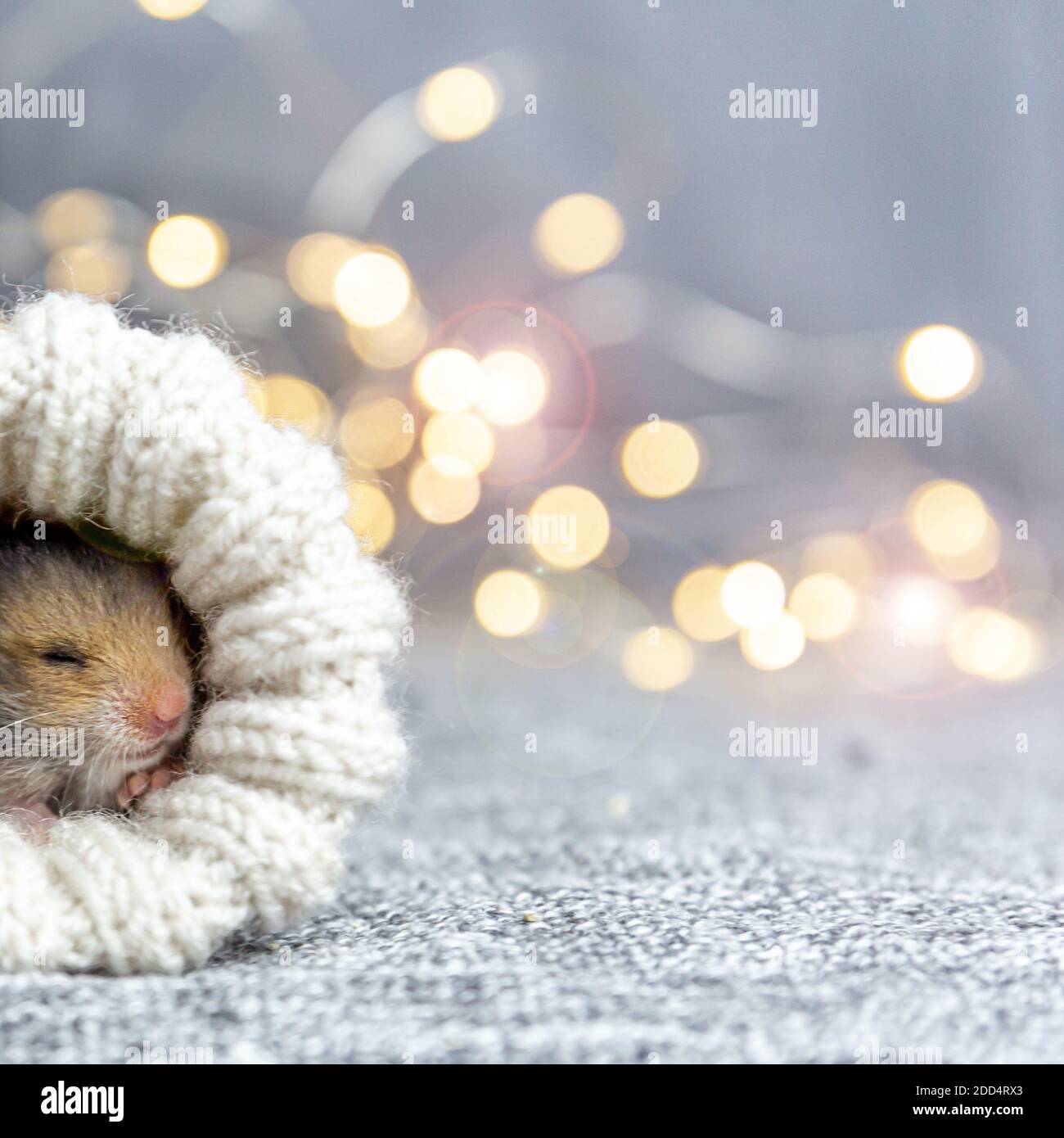 Baby Hamster Fotos E Imagenes De Stock Alamy Baby Hamster Fotos E Imagenes De Stock Alamy
