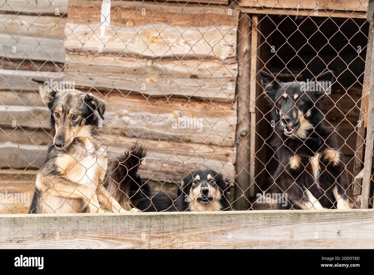Perros en el refugio para perros sin hogar. Perros abandonados Fotografía de  stock - Alamy