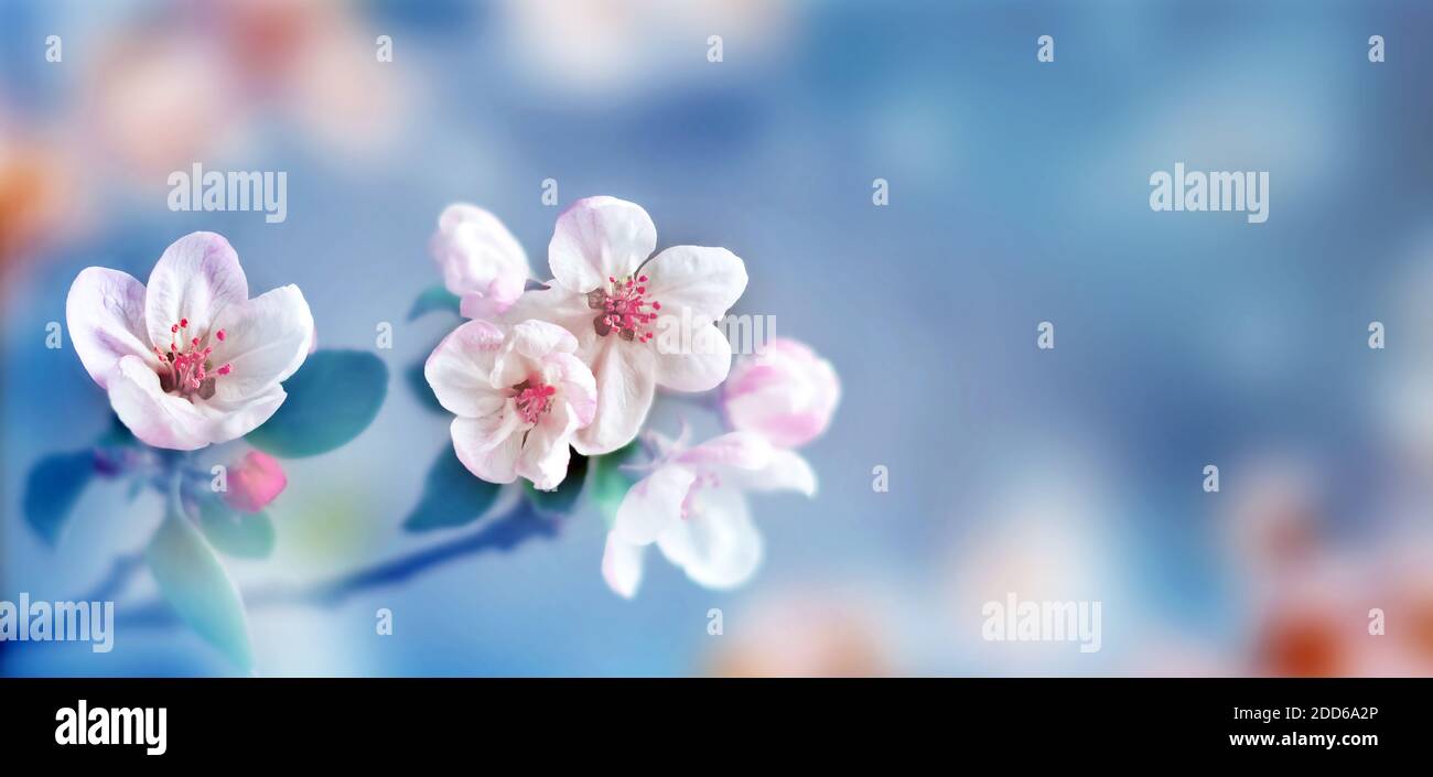 Florece el árbol sobre el fondo de la naturaleza. Flores de primavera. Primavera de fondo. Concepto borroso. Foto de stock
