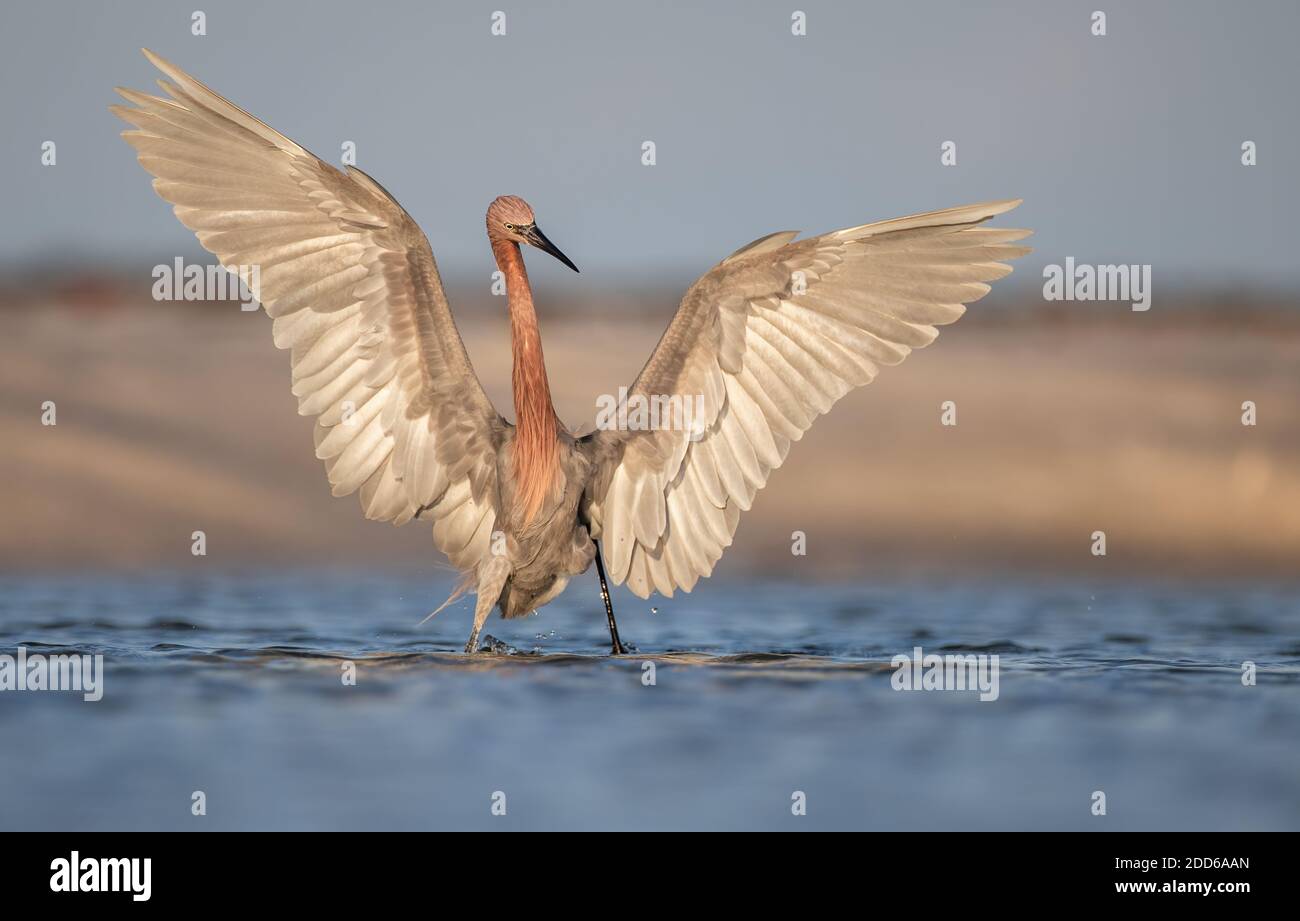 Una garza rojiza en la playa de Florida Foto de stock