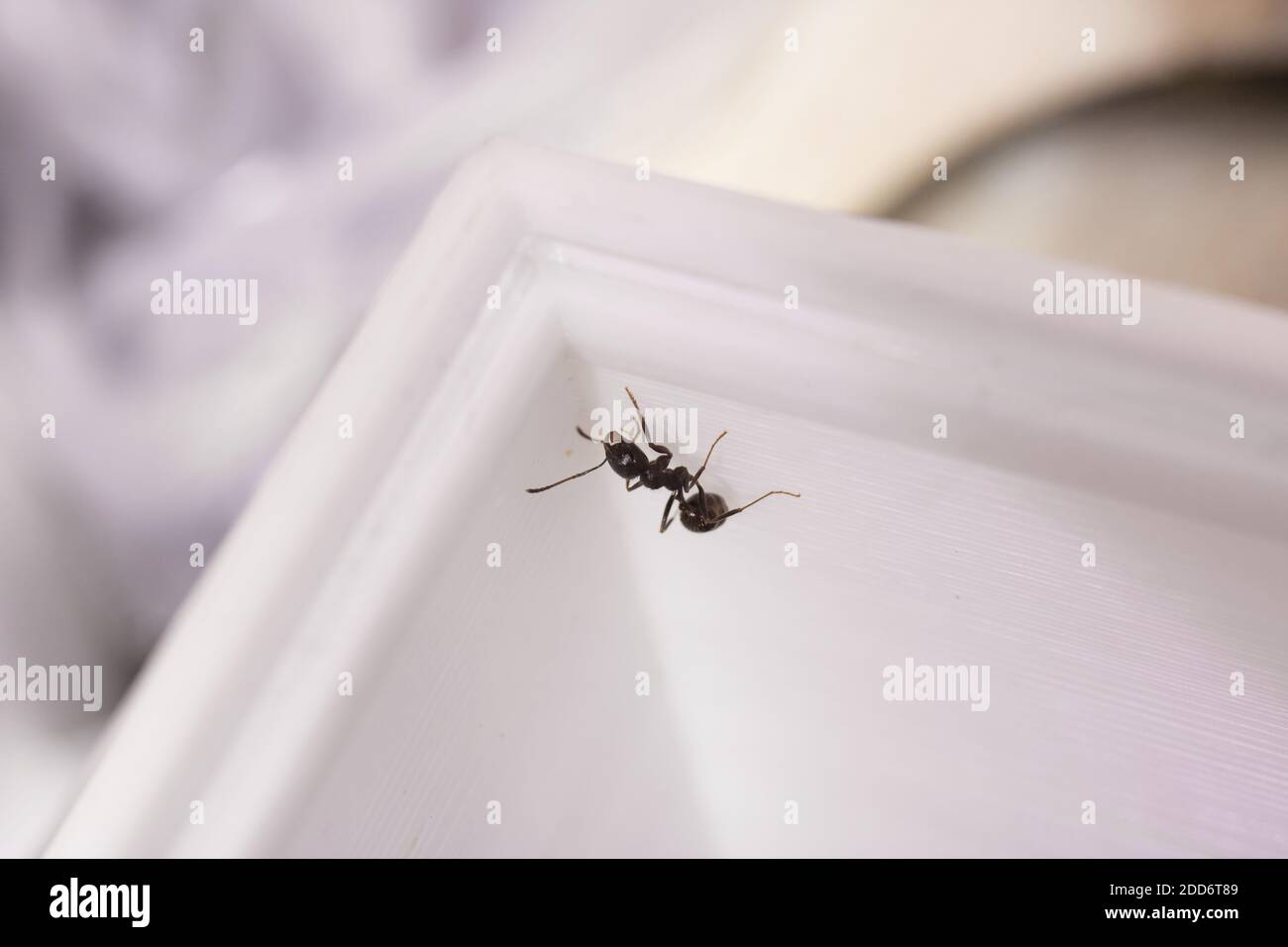 Hormigas messor estructurador en una formicaria de cerca Foto de stock
