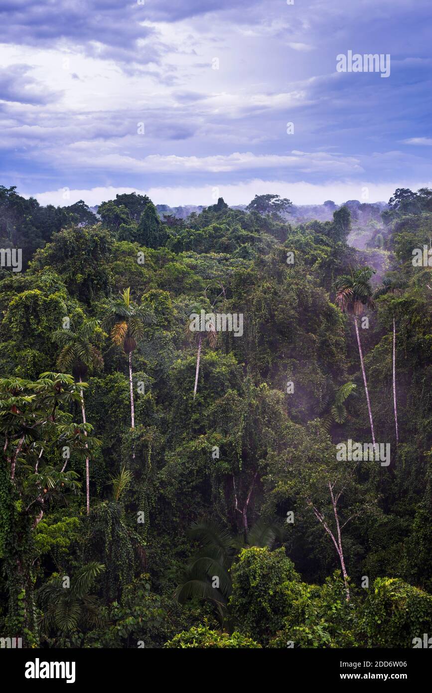 Bosque pluvial Amazónico en Sacha Lodge, Coca, Ecuador, Sudamérica