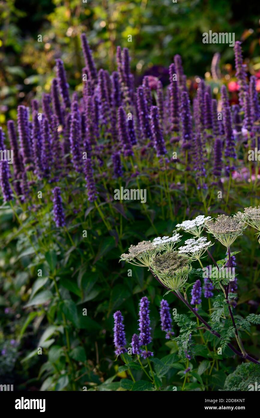 Salvia nemorosa,Angelica sylvestris,angelica  silvestre,umbellifer,combinación de plantación mixta,flores blancas  púrpuras,salvias,angelicas,RM floral Fotografía de stock - Alamy