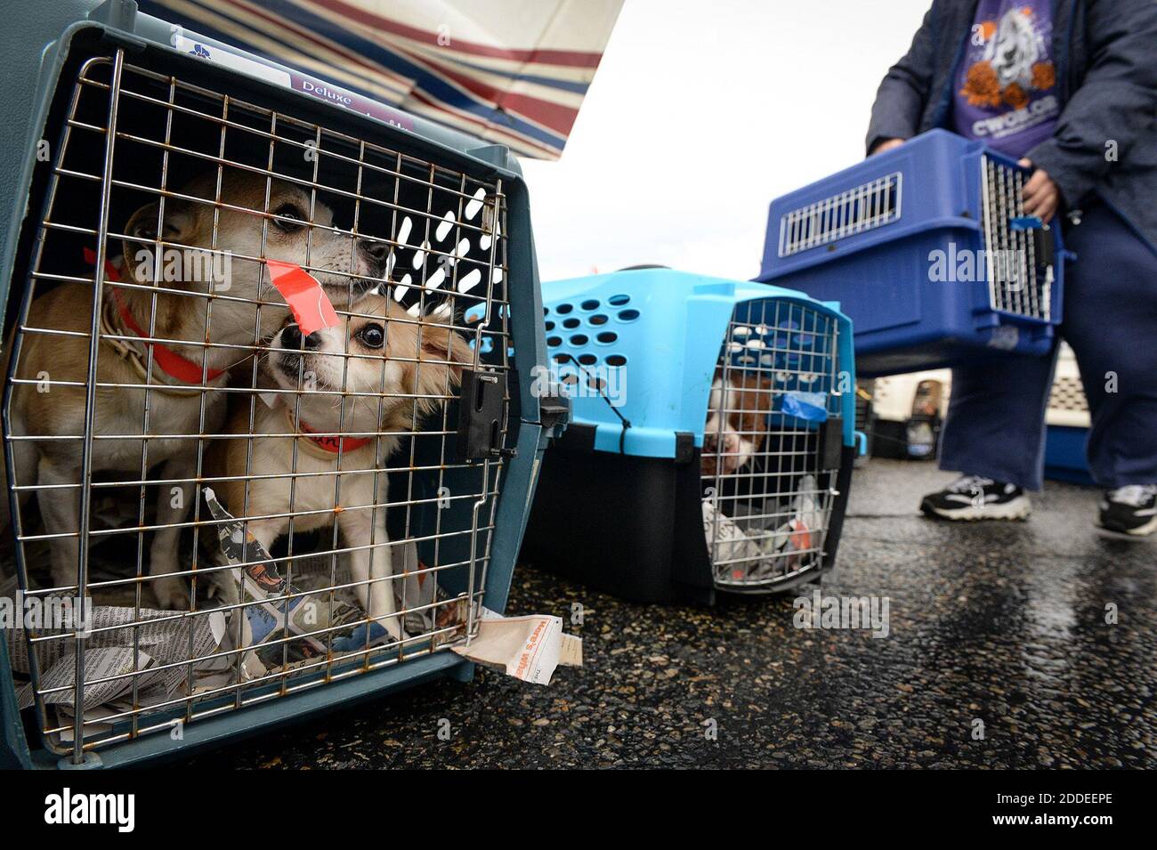 Las cajas con perros refugios de raza pequeña se alinean antes de ser  cargadas en un avión de propulsión Pilatus TC12 para ser transportadas a  Michigan, en el Aeropuerto Internacional de Fresno-Yosemite el jueves, 14  de febrero de 2019. El evento ...