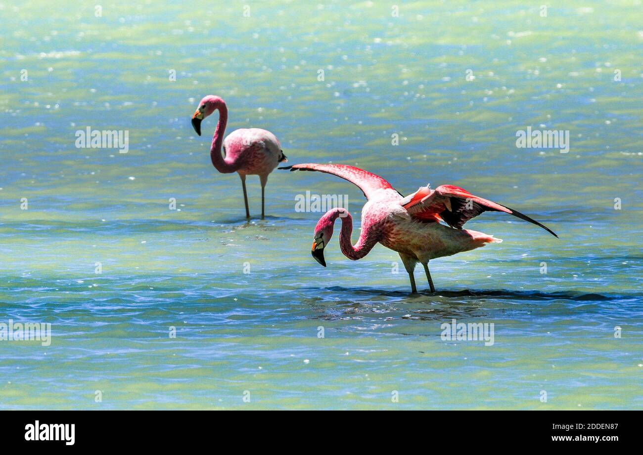 Flamencos chilenos en el desierto de Atacama Foto de stock